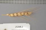 Click for 1 image(s) for this accession. Spike